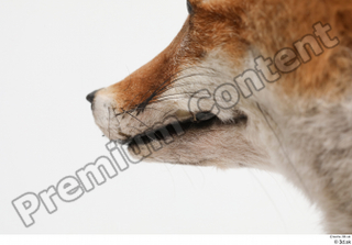 Fox  2 mouth 0005.jpg